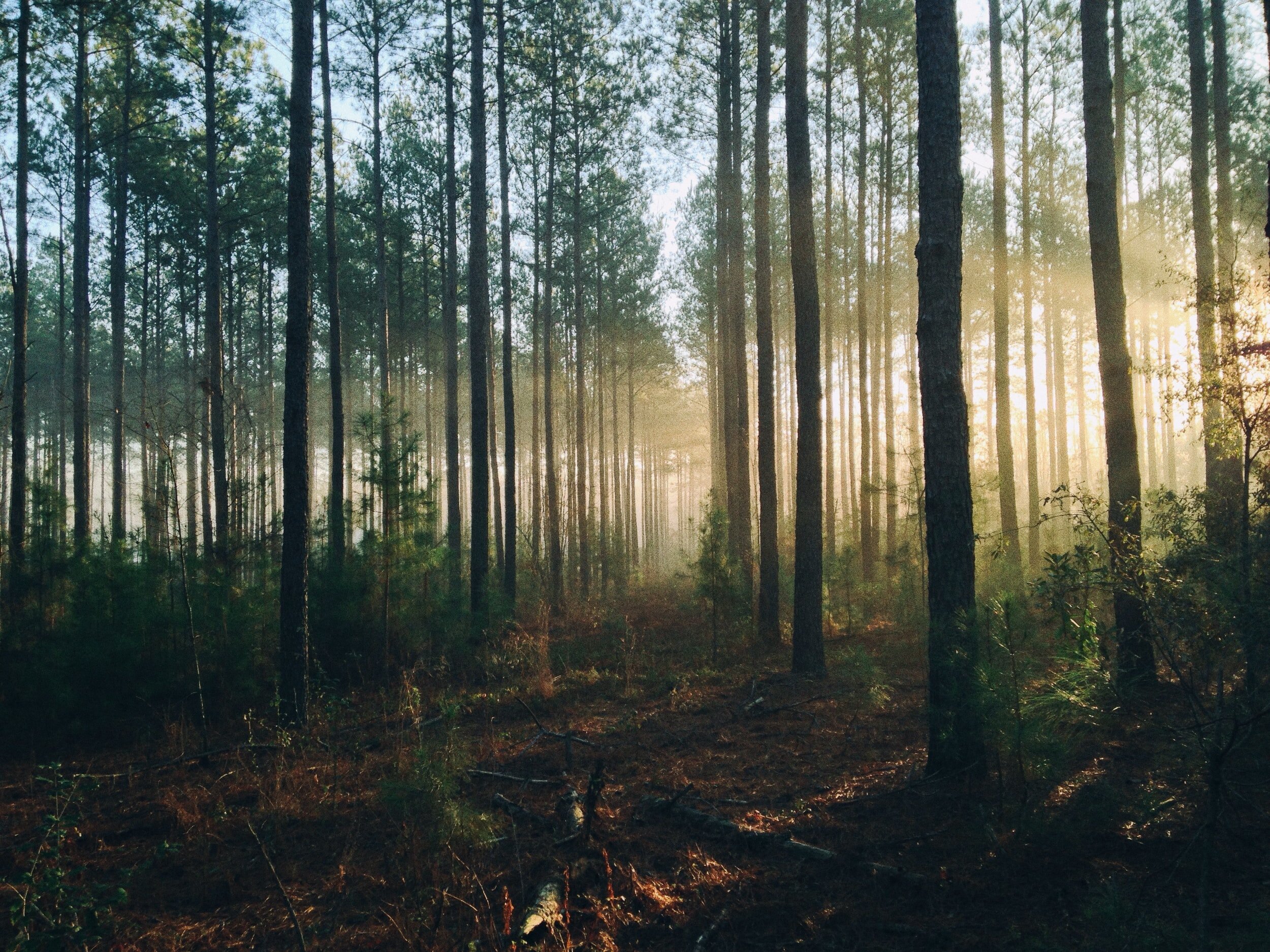 Legend of the Forest