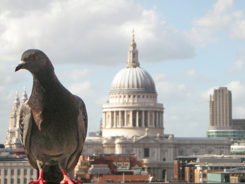 A London Pigeon