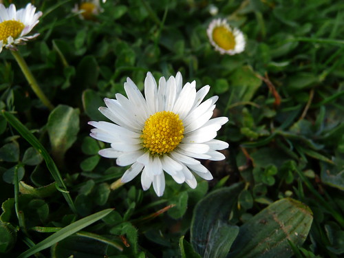 Daisy: Taken during a short break from my dissertation - I can still remember the absolute joy of getting out of the house for half an hour.  Bliss!