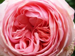 Pink Rose Close-up 2