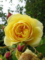 Yellow Rose & Red Buds